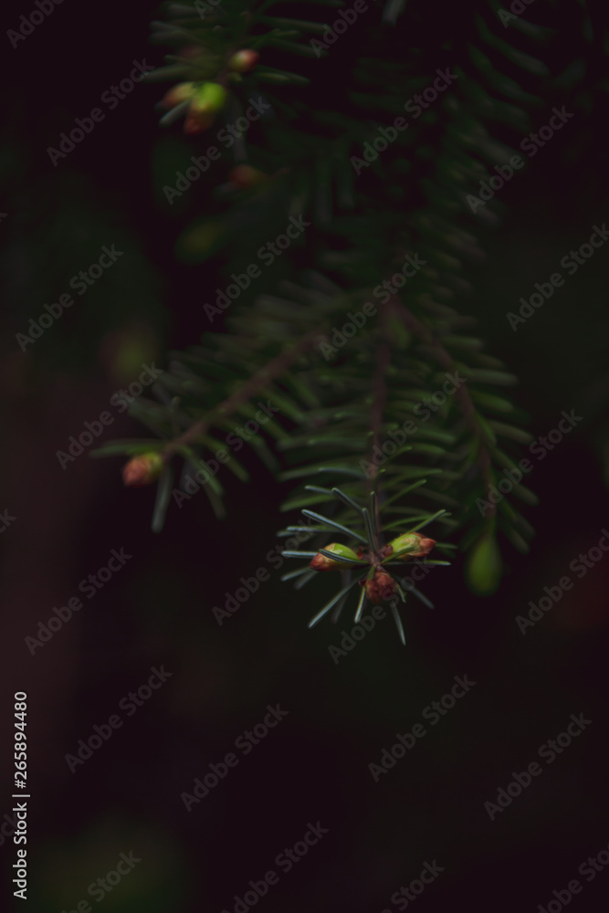 Dark woods Dark woods