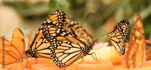 beautiful butterflies eating sugar from fuits in a bowl