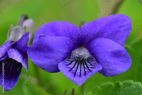 Macro shot of common violets (viola odorata) in bloom photo