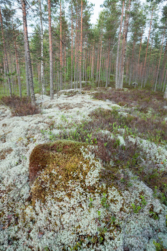 Lichen in forest landscape