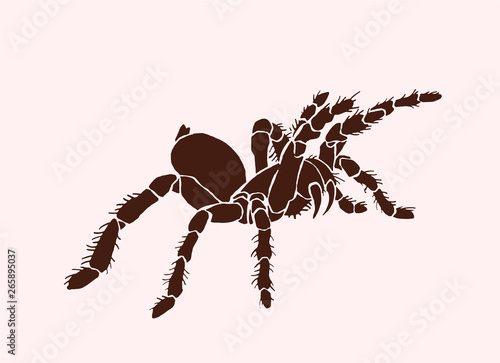 Graphical tarantula spider, vector vintage illustration