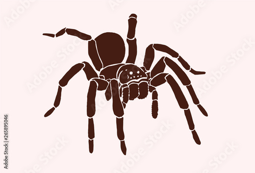 Graphical tarantula spider, vector vintage illustration