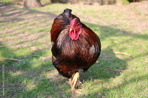 Free-living rooster American Wyandots photo