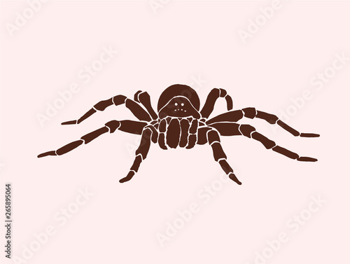 Graphical tarantula spider, vector vintage illustration