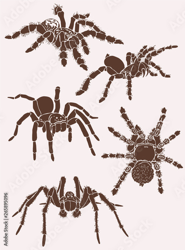 Graphical set of tarantula spiders, vector vintage illustration