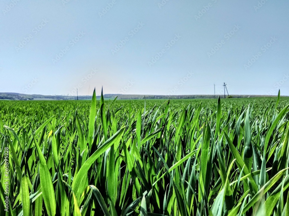 Grass Grass