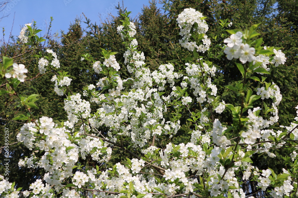 Williams Christ pear tree with white flowers in spring, Germany Williams Christ pear tree with white flowers in spring, Germany