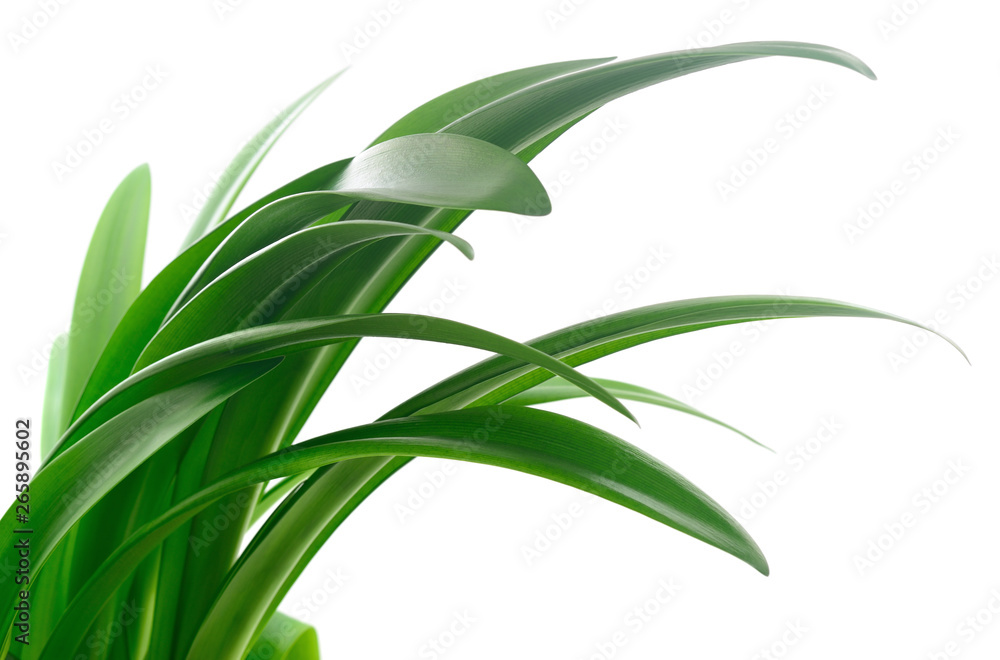 Fototapeta premium Green grass leaves.