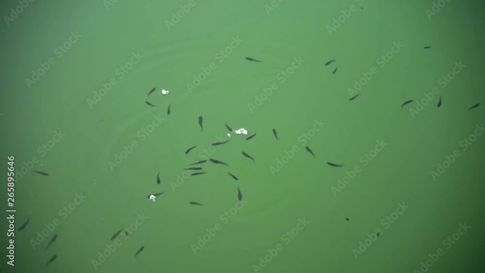 Carp fry feeding on a green water pond Carp fry feeding on a green water pond