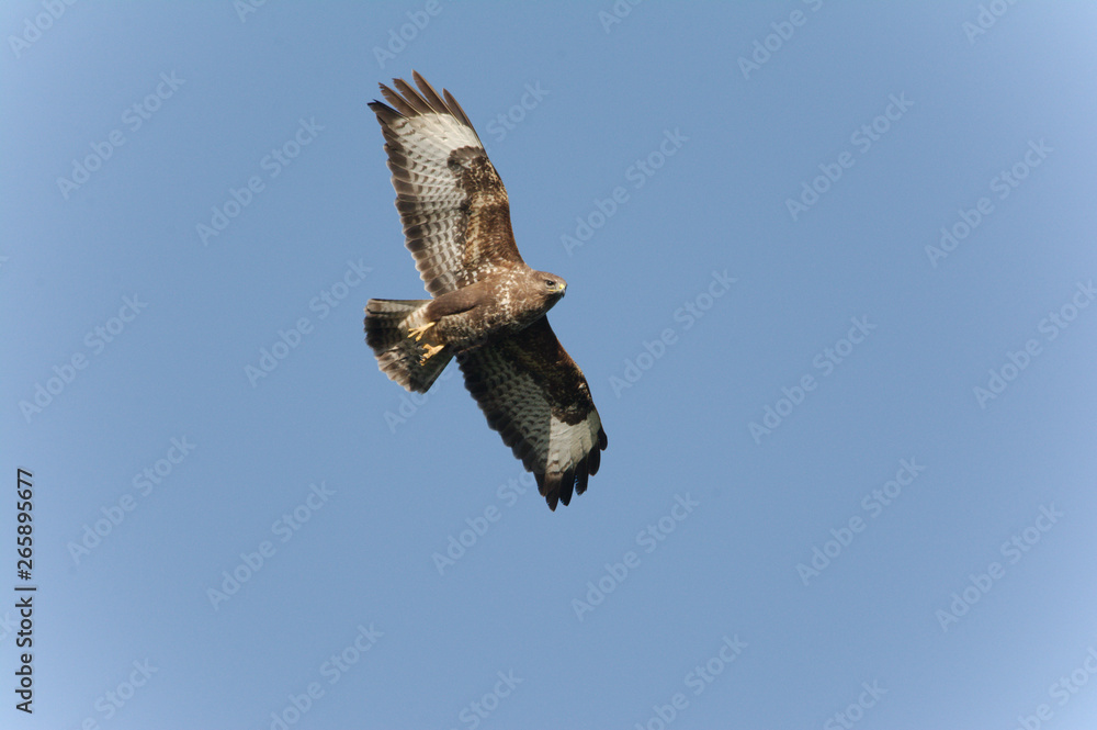Fototapeta premium buzzard in flight