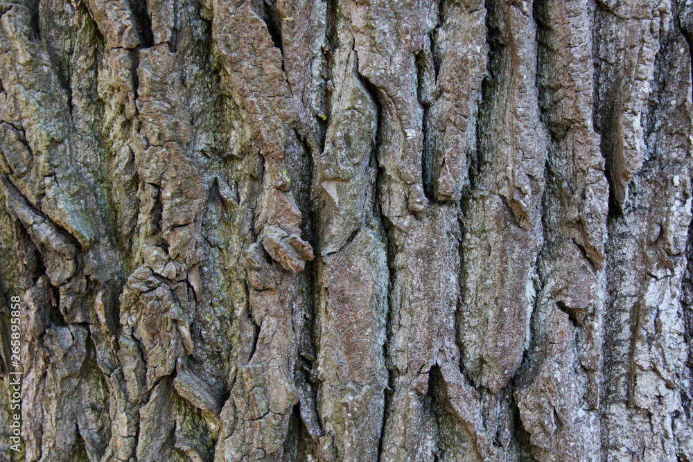 Old oak tree bark background Old oak tree bark background
