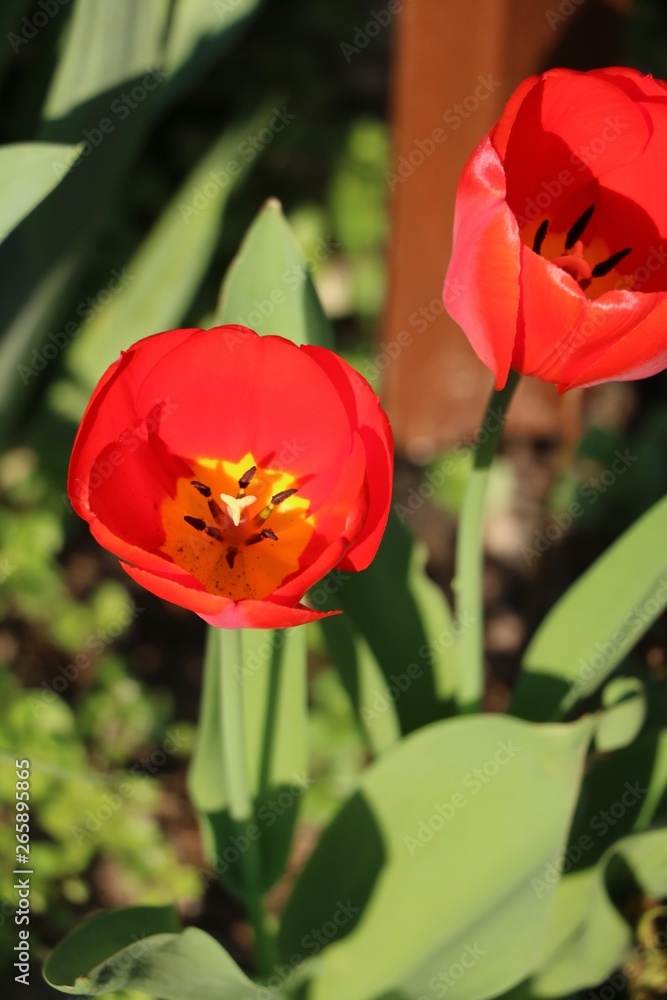 Red tulips in spring Red tulips in spring