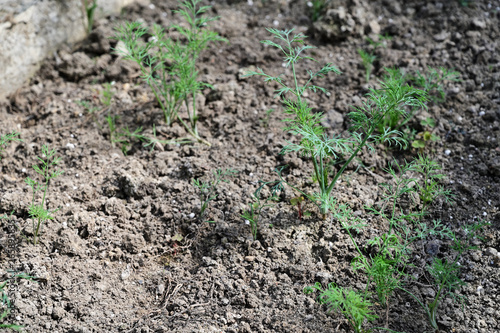 Young green dill growing in clay.