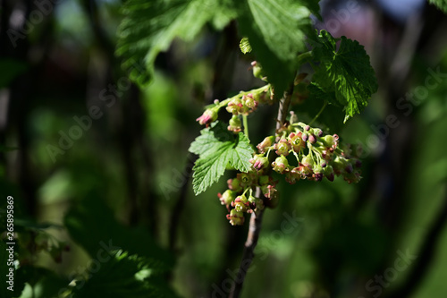 Currant flowers on a twig.
