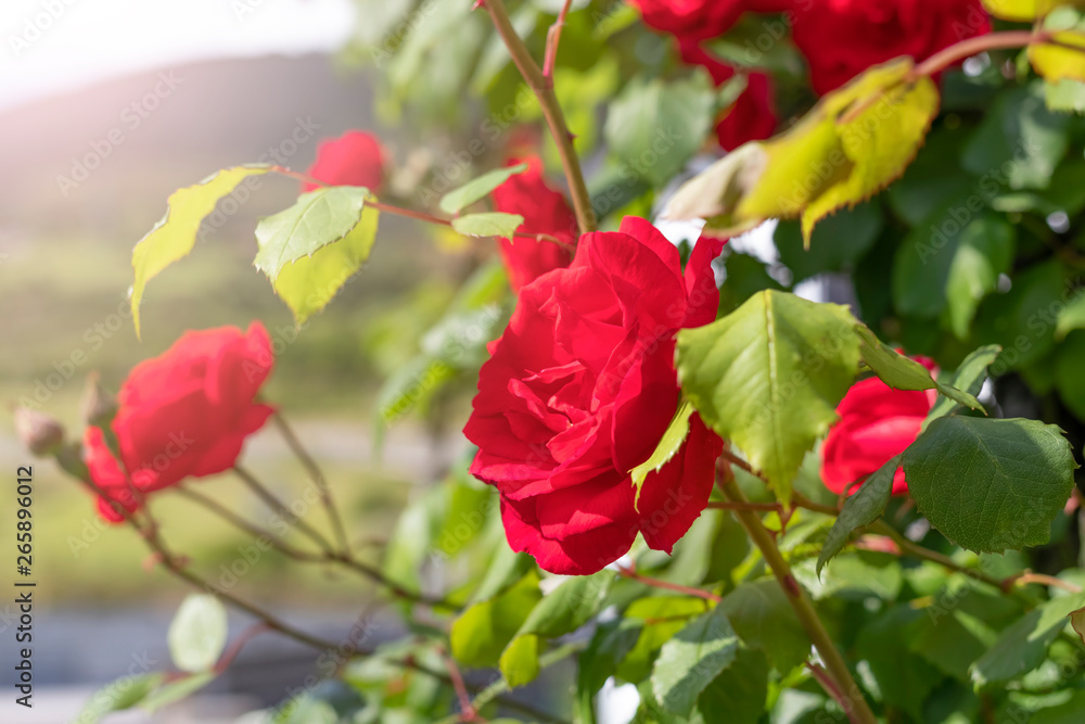 Red fresh flowers of roses on a bush in the garden Red fresh flowers of roses on a bush in the garden