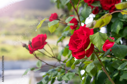 Fototapeta Naklejka Na Ścianę i Meble -  Red fresh flowers of roses on a bush in the garden