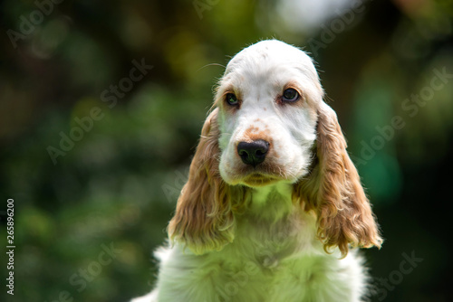 Orange and white english cocker spaniel puppy portrait