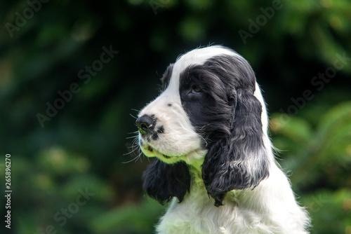 Black and white english cocker spaniel puppy portrait