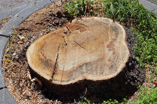 Old sick tree cut stump growth rings park forest woods maintenance