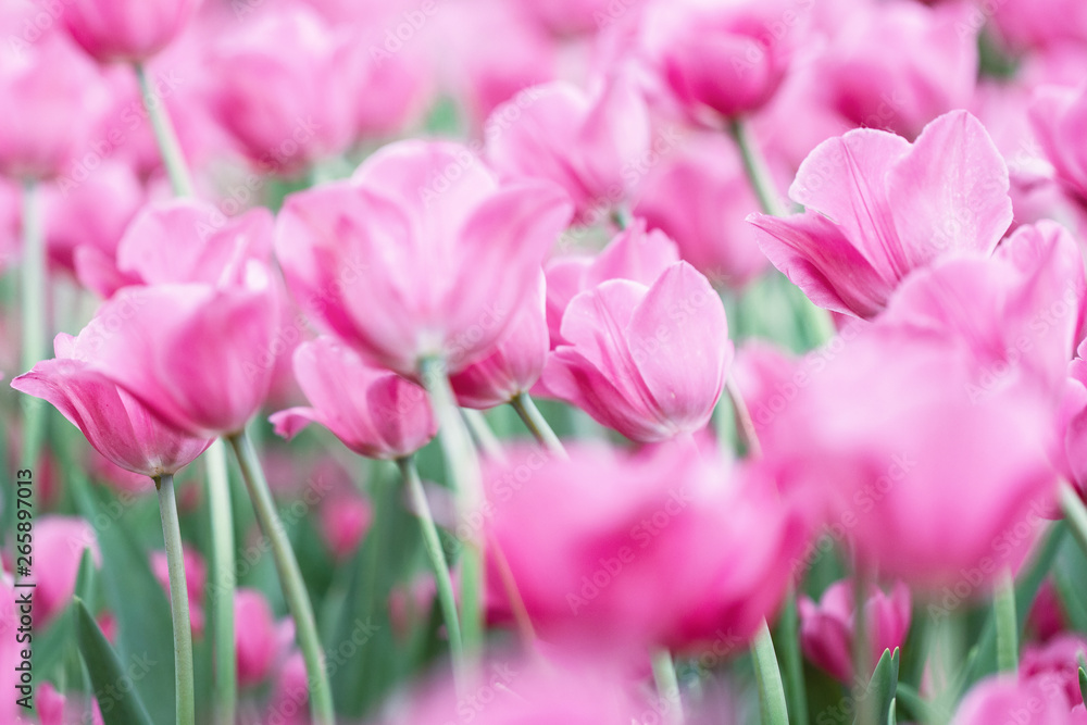 Pink flowers growing in a clearing with green stems in soft color and blur