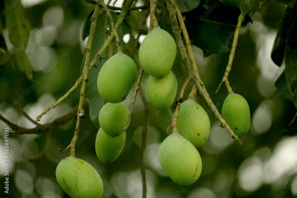 green mango on the tree green mango on the tree