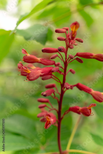 Red buckeye flowers  Aesculus pavia  in the spring. Hummingbird attractor.