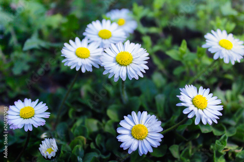Spring daisies in a grass field
