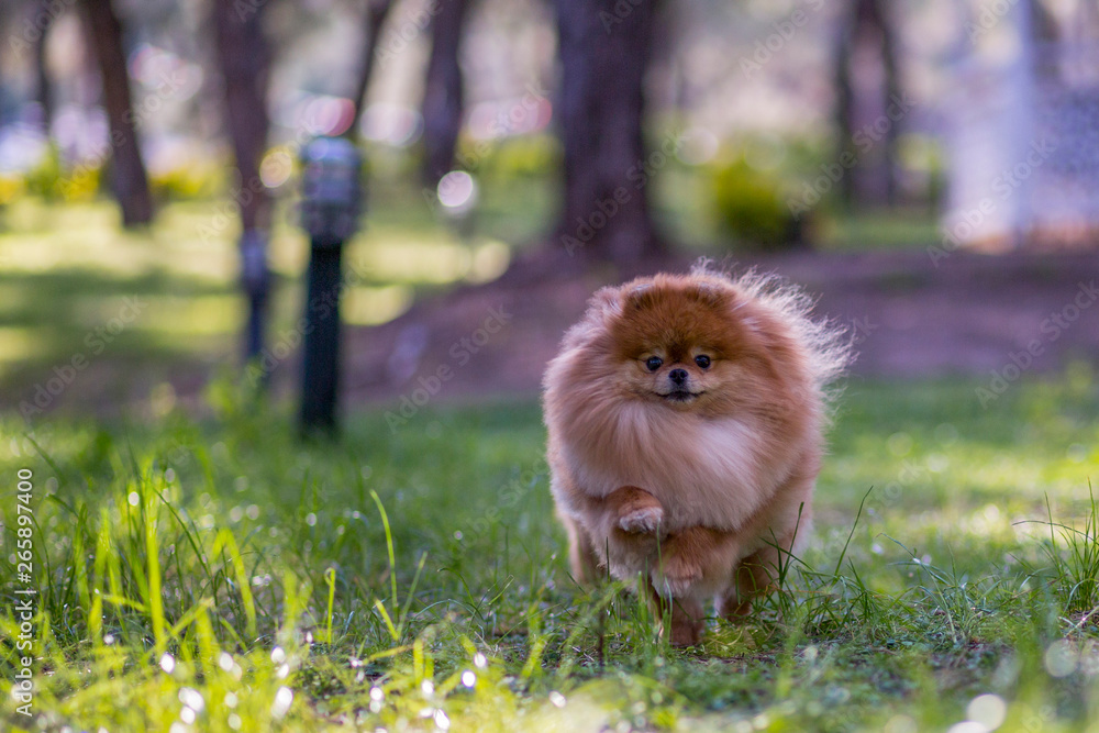 pomeranian dog running on the grass