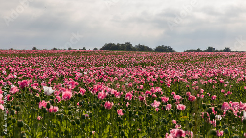 Wallpaper Mural Mohnblumen 2 Torontodigital.ca