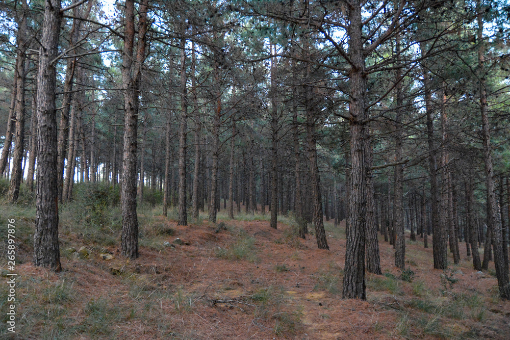 forest in autumn