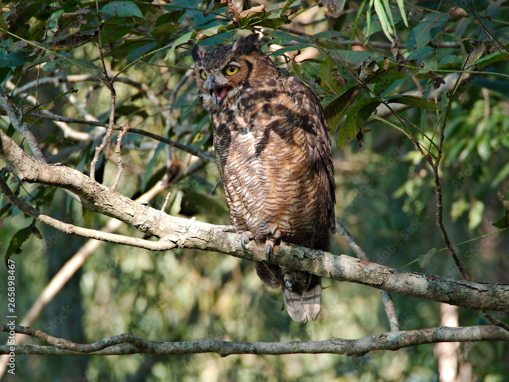 An owl on a tree near the Mississippi River in Baton Rouge, Louisiana, USA. An owl on a tree near the Mississippi River in Baton Rouge, Louisiana, USA.