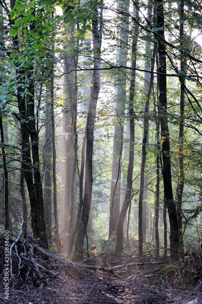 Fototapeta premium Wald