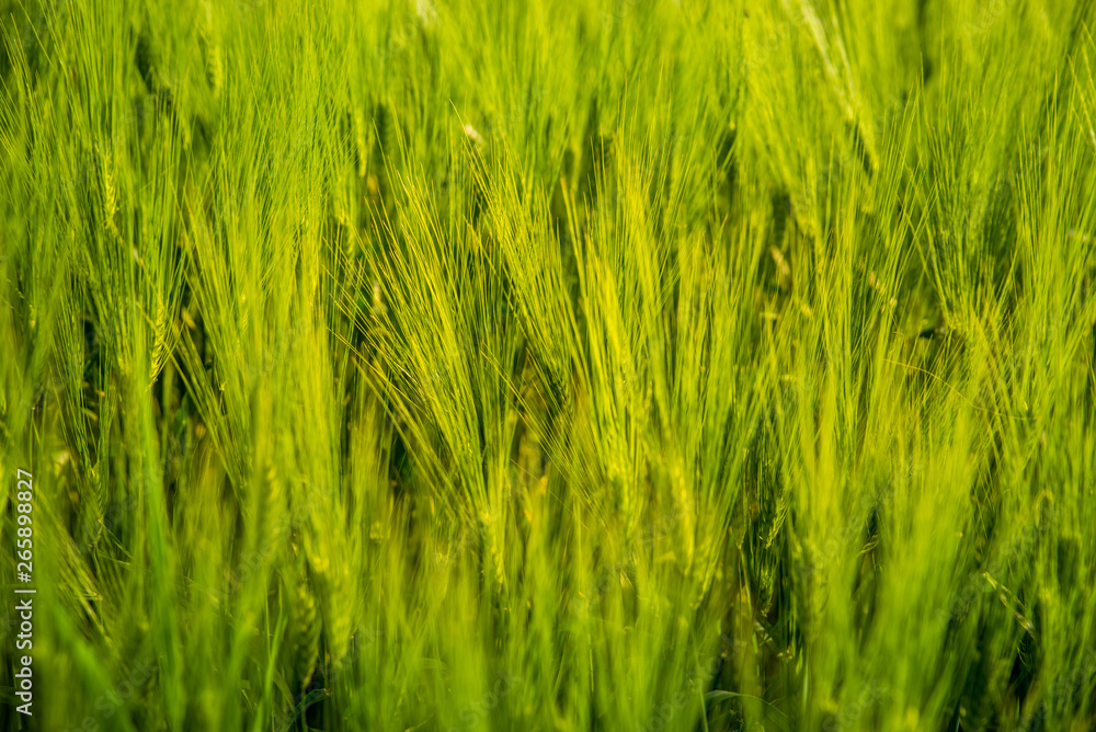 Obraz premium field of wheat