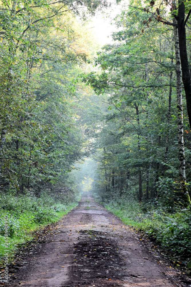 Fototapeta premium Waldweg