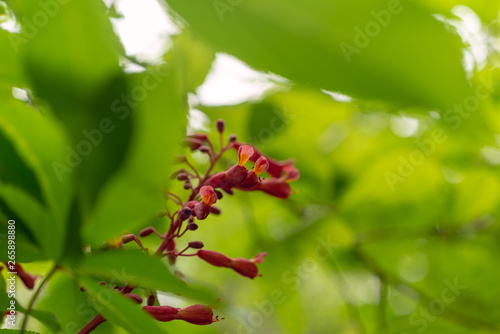 Red buckeye flowers, Aesculus pavia, in the spring. Hummingbird attractor. © Amy Buxton