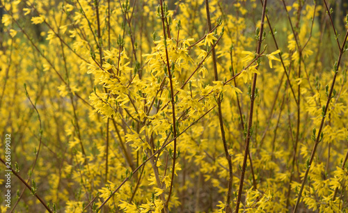 Yellow forsythia flowers.