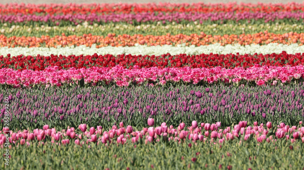 Scenic view of tulip field in North Holland, Netherlands Scenic view of tulip field in North Holland, Netherlands