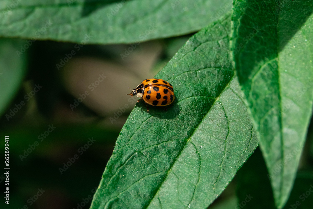 Fototapeta premium Morgenspaziergang