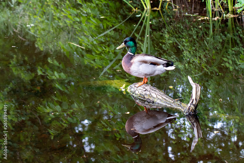 Close up of duck on wooden log in water Close up of duck on wooden log in water