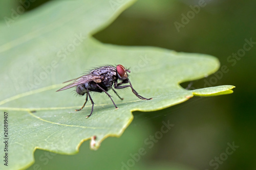Close up of fly sitting on green leaf © Edwin Butter