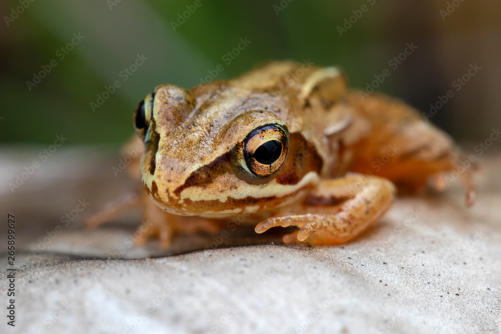 Close up of small frog sitting on mushroom Close up of small frog sitting on mushroom