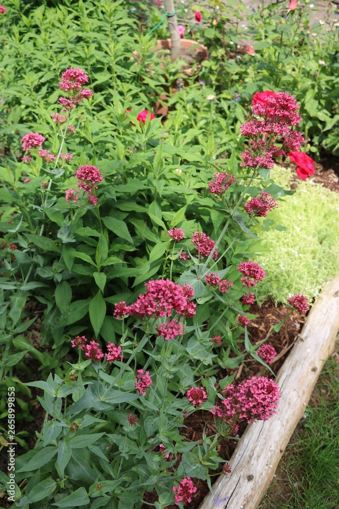  Centranthus ruber in the garden, Germany