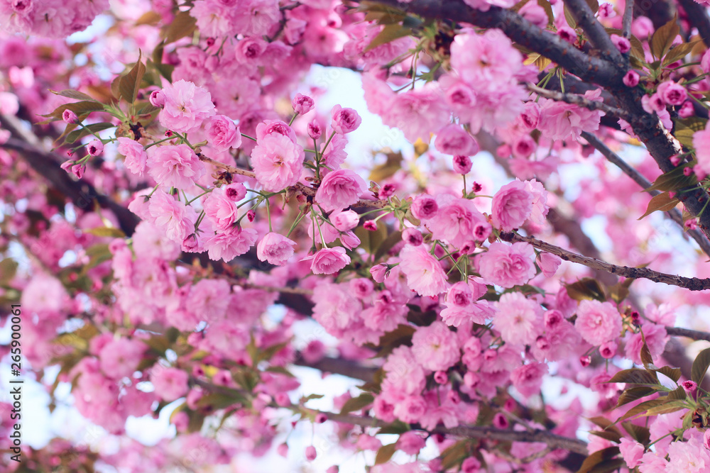 Pink sakura (flowering cherry) blossom in spring