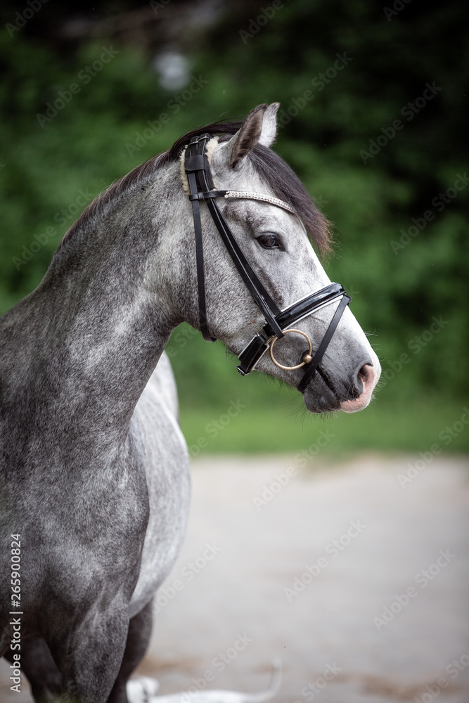 Obraz premium Reitponywallach