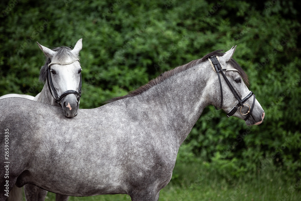 Obraz premium Reitponys