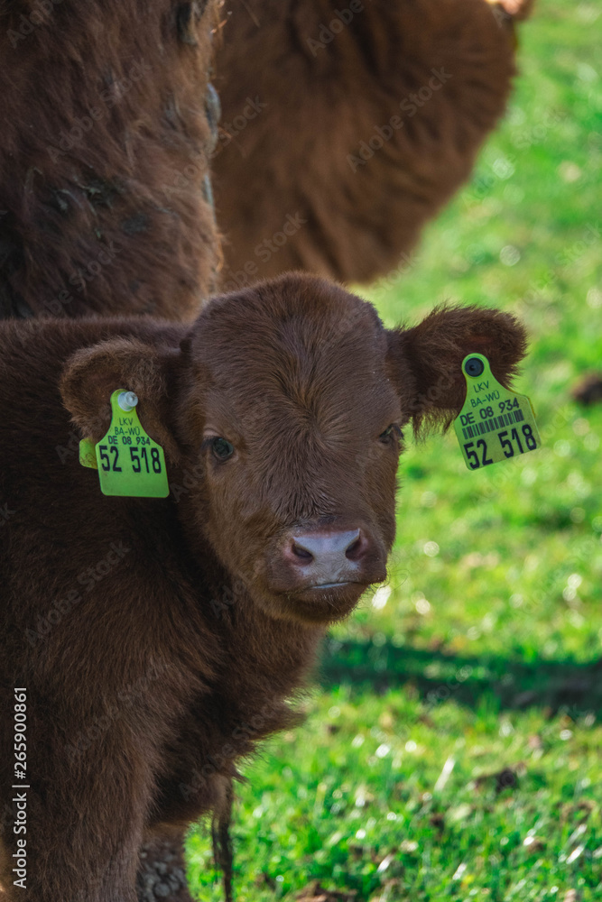 Fototapeta premium Zottelkuh