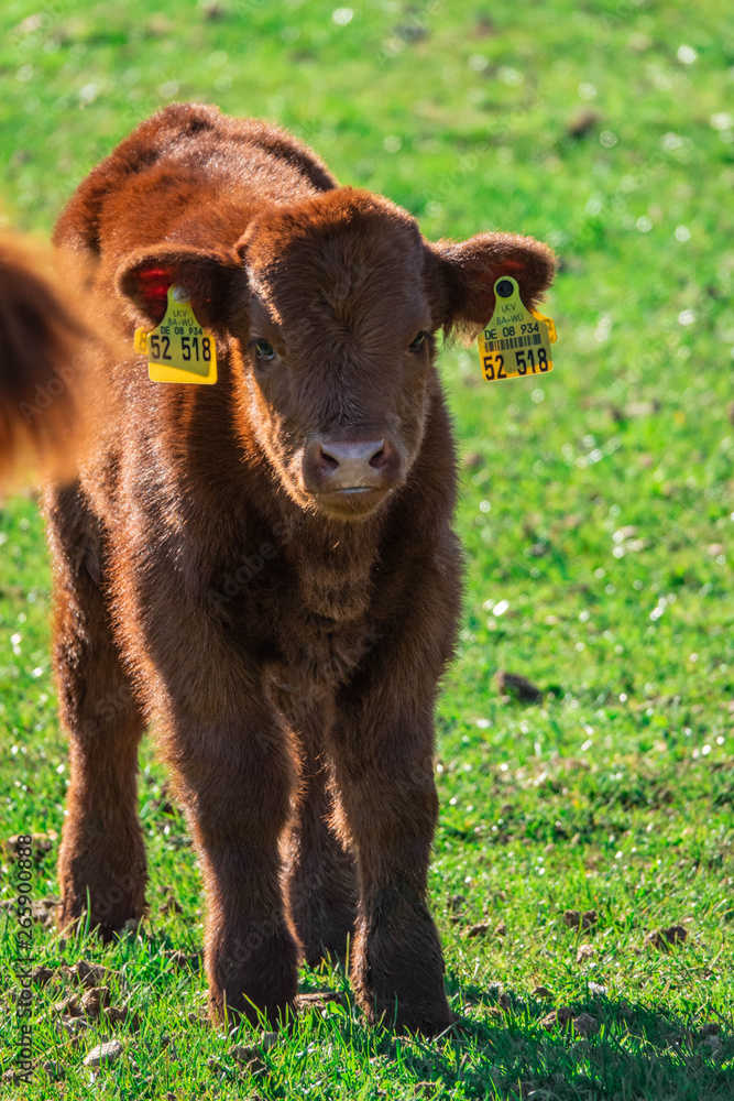 Fototapeta premium Zottelkuh