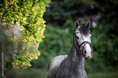 niedlicher Schimmel Reitponywallach  graues Pony getrenst vor gr  nem nat  rlichen Hintergrund  Reiterhof mit Reitpony schaut aufmerksam und neugierig