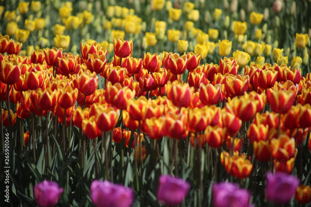 Obraz premium field of tulips