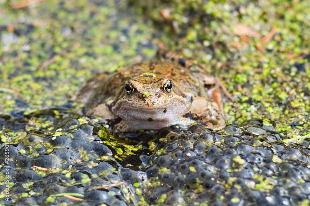 A frog in a pond reduce the population of dangerous mosquitoes and prevent the development of fever tolerated by them. A frog in a pond reduce the population of dangerous mosquitoes and prevent the development of fever tolerated by them.